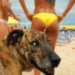 ΣΥΝΕΔΡΙΑΣΕ ΤΟ ΣΥΝΤΟΝΙΣΤΙΚΟ ΕΠΙΧΕΙΡΗΣΙΑΚΟ ΤΟΠΙΚΟ ΌΡΓΑΝΟ ΠΟΛΙΤΙΚΗΣ ΠΡΟΣΤΑΣΙΑΣ ΤΟΥ ΔΗΜΟΥ ΕΝΟΨΕΙ ΑΝΤΙΠΥΡΙΚΗΣ ΠΕΡΙΟΔΟΥ