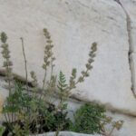 ΕΓΚΑΡΔΙΕΣ ΟΛΟΘΕΡΜΕΣ ΕΟΡΤΙΕΣ ΕΥΧΕΣ ΓΙΑ ΤΟ ΑΓΙΟ ΠΑΣΧΑ 2025 ΑΠΟ ΤΟΝ ΑΝΤΙΣΤΡΑΤΗΓΟ ΝΙΚΟΛΑΟ ΦΛΑΡΗ ΣΑ/ΑΣΣΔΕ