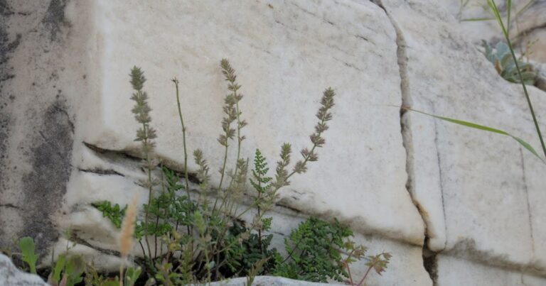 ΤΟ ΣΠΑΝΙΟ ΛΟΥΛΟΥΔΙ ΠΟΥ ΦΥΤΡΩΝΕΙ ΜΟΝΟ ΣΤΗΝ ΑΚΡΟΠΟΛΗ ΤΗΣ ΑΘΗΝΑΣ