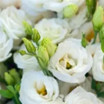 ΜΕΓΑΛΗ ΣΥΝΑΥΛΙΑ ΜΕ ΤΟΝ ΣΠΟΥΔΑΙΟ ΕΡΜΗΝΕΥΤΗ ΔΗΜΗΤΡΗ ΜΠΑΣΗ