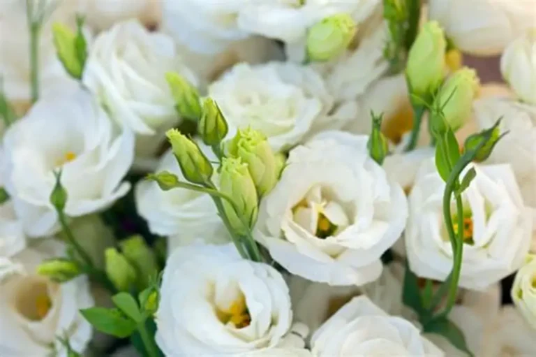 ΑΚΟΥΣΜΑ ΒΑΡΥΤΑΤΟΥ ΠΕΝΘΟΥΣ ΣΤΟ ΠΛΑΤΥ ΚΑΛΑΜΑΤΑΣ ΜΕΣΣΗΝΙΑΣ