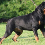 ΕΝΑ ΒΛΕΜΜΑ ΓΕΜΑΤΟ ΣΥΓΚΙΝΗΣΗ ΚΑΙ ΥΠΕΡΗΦΑΝΕΙΑ ΠΟΥ ΑΝΤΙΚΑΤΟΠΤΡΙΖΕΙ ΤΗΝ ΨΥΧΗ ΤΗΣ ΕΛΛΑΔΟΣ