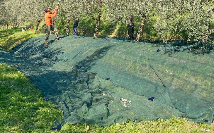 4 ΣΥΛΛΗΨΕΙΣ ΓΙΑ ΑΦΑΙΡΕΣΗ ΔΙΧΤΥΩΝ ΕΛΑΙΟΣΥΛΛΟΓΗΣ ΑΠΟ ΑΓΡΟΤΕΜΑΧΙΟ