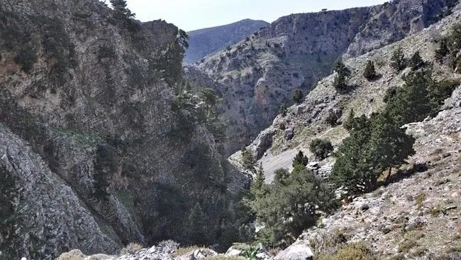 Voriziano faragi full