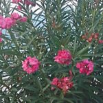 «ΕΤΟΙΜΑΖΕΤΑΙ ΤΟ ΜΠΑΖΑΡ ΜΕΤΑΧΕΙΡΙΣΜΕΝΟΥ ΒΙΒΛΙΟΥ ΤΟΥ Ι.Ν. ΑΓΙΟΥ ΙΩΑΝΝΟΥ»